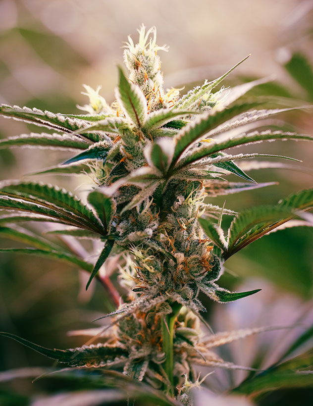 Cannabis Plant Budding Cannabis Plant Budding